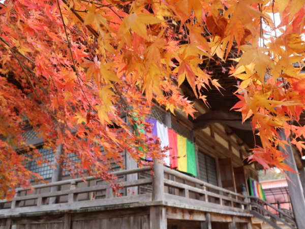 浄善寺の大イチョウの隣にある赤く染まった美しい紅葉